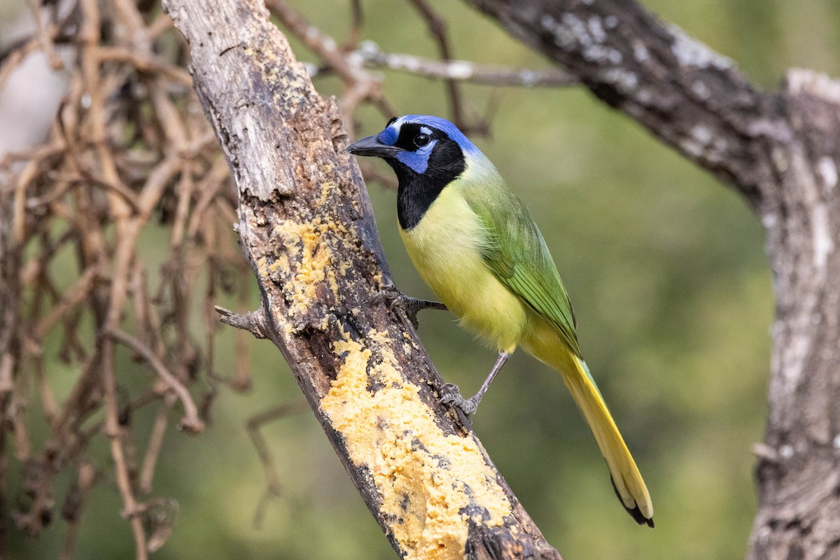 Green Jay (Green) - ML618527192