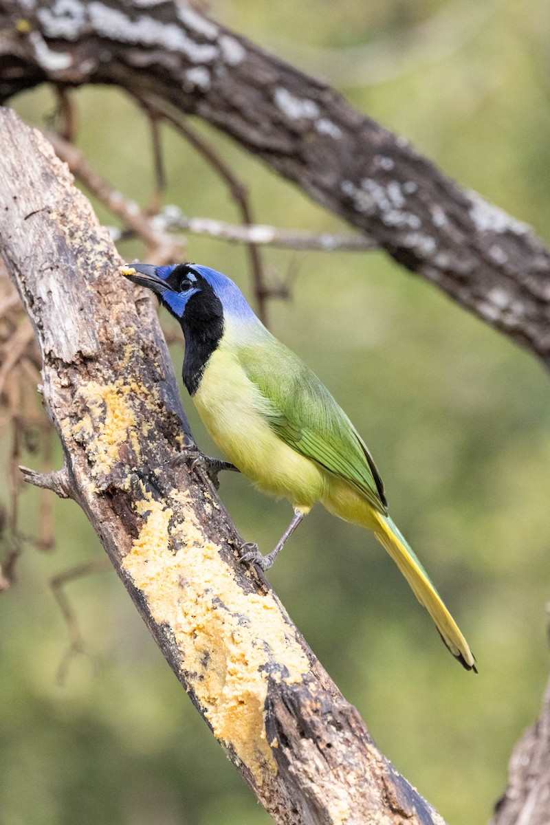 Green Jay (Green) - ML618527193