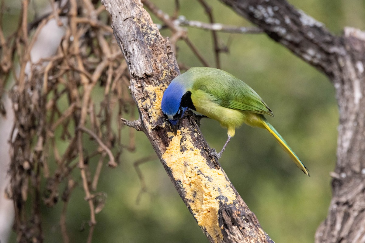 Green Jay (Green) - ML618527194