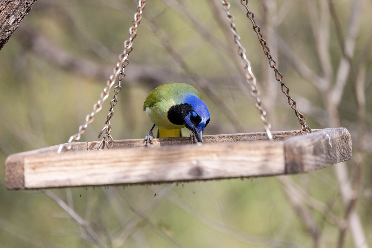 Green Jay (Green) - Eric Gustafson