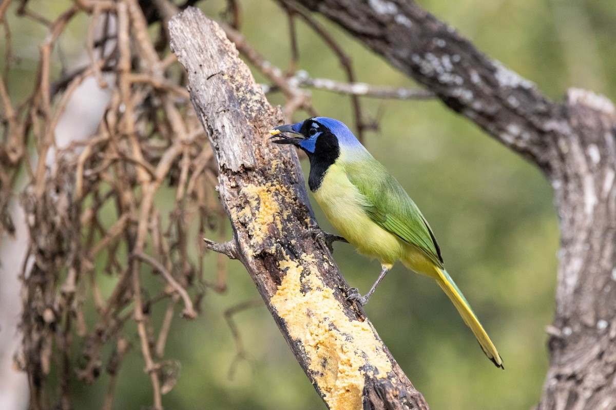 Green Jay (Green) - ML618527196