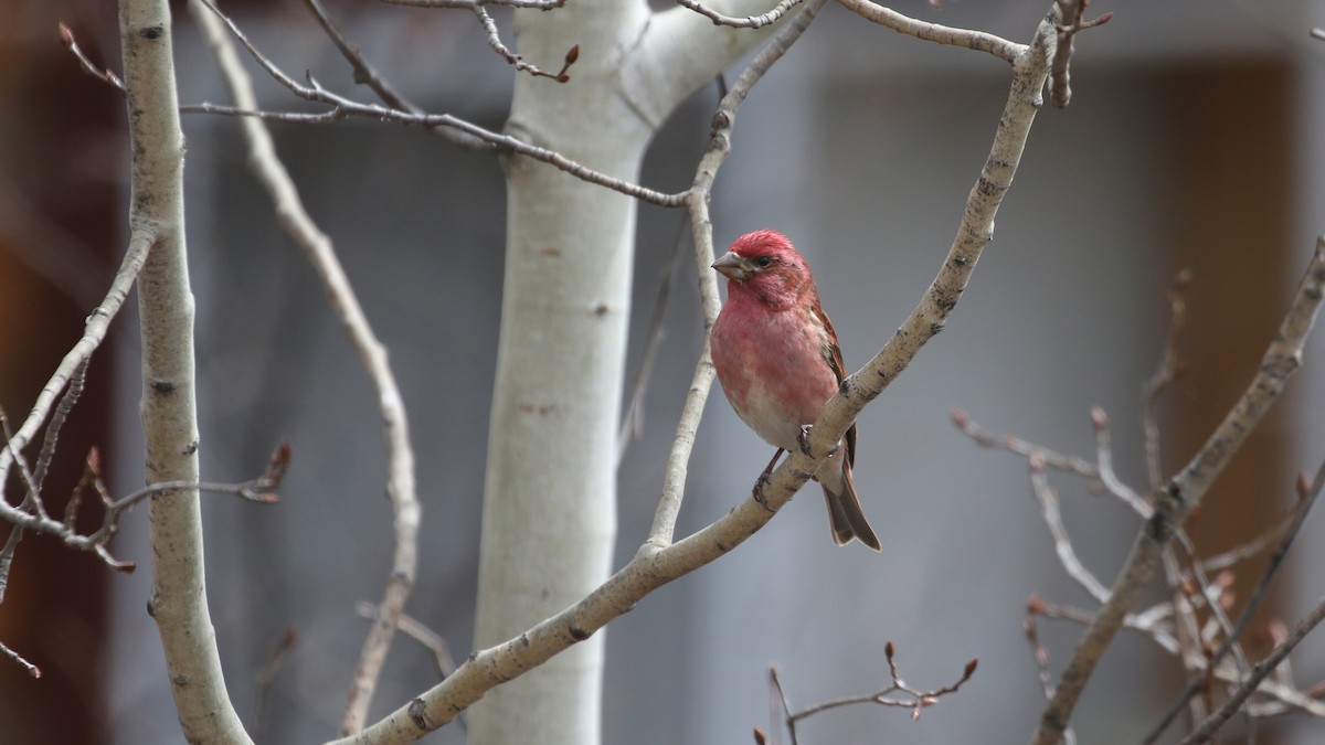 Purple Finch - Jim Sims