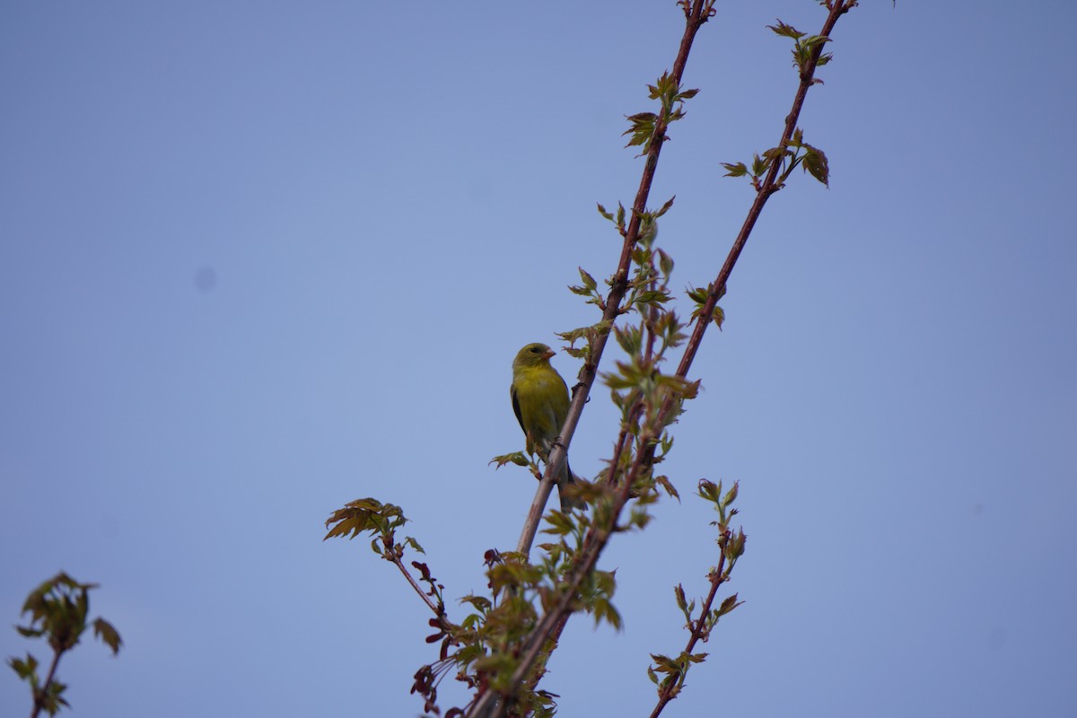 Chardonneret jaune - ML618527208