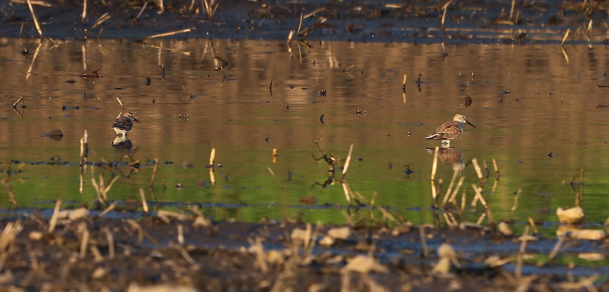 Least Sandpiper - ML618527211