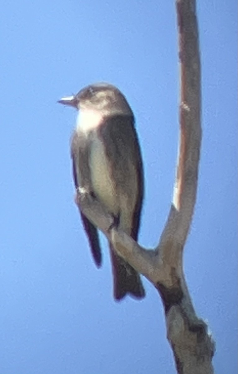 Olive-sided Flycatcher - ML618527219