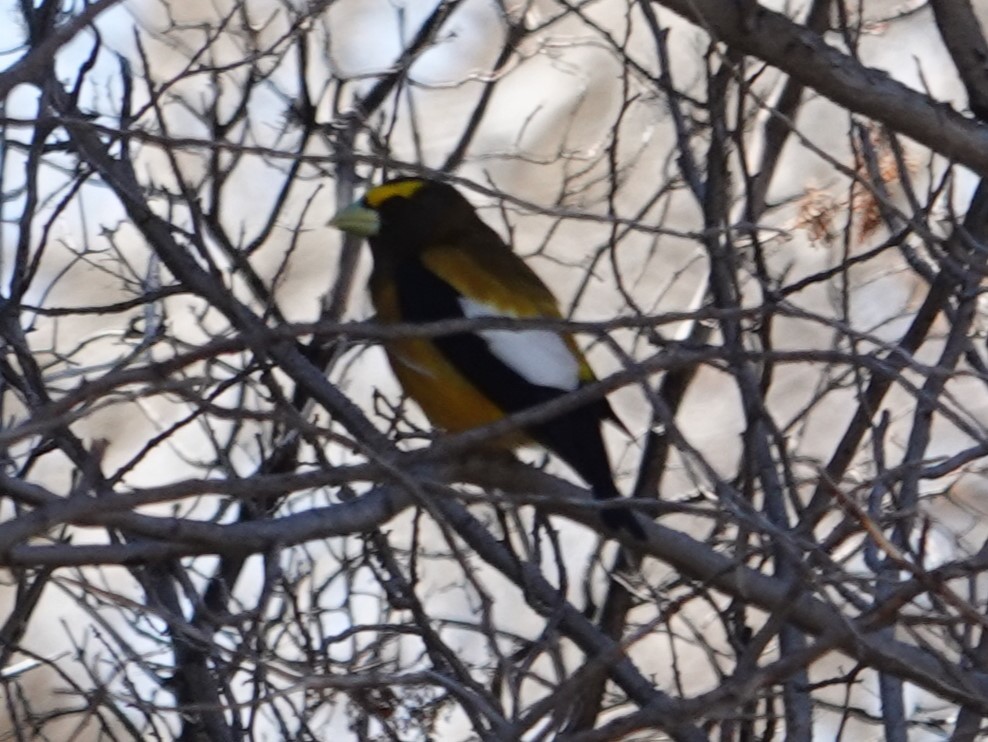 Evening Grosbeak - ML618527232