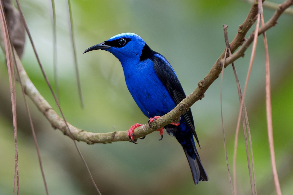 Red-legged Honeycreeper - ML618527240