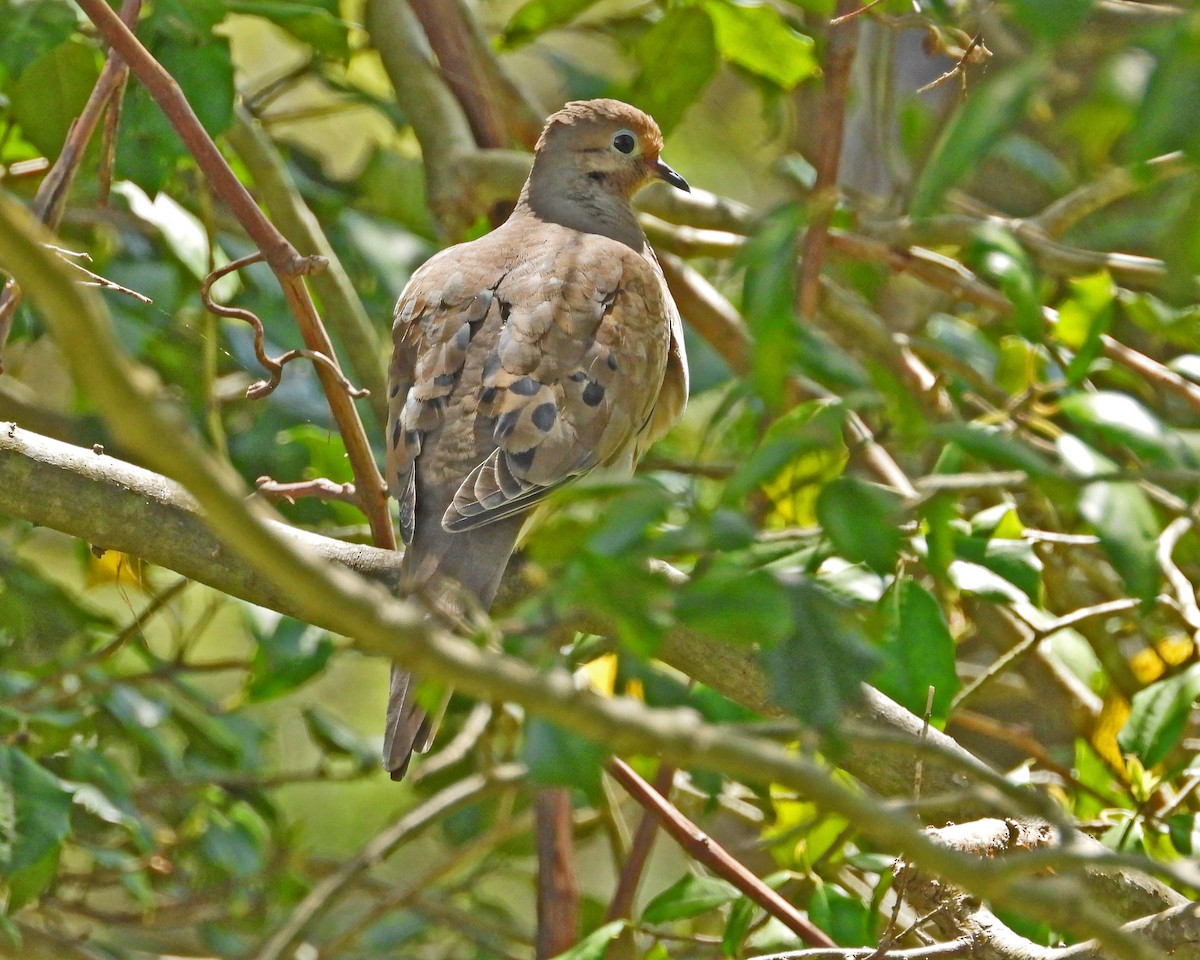 Mourning Dove - ML618527276