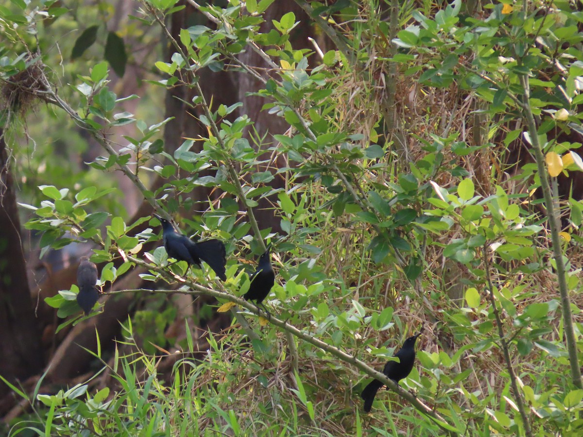 Nicaraguan Grackle - ML618527284