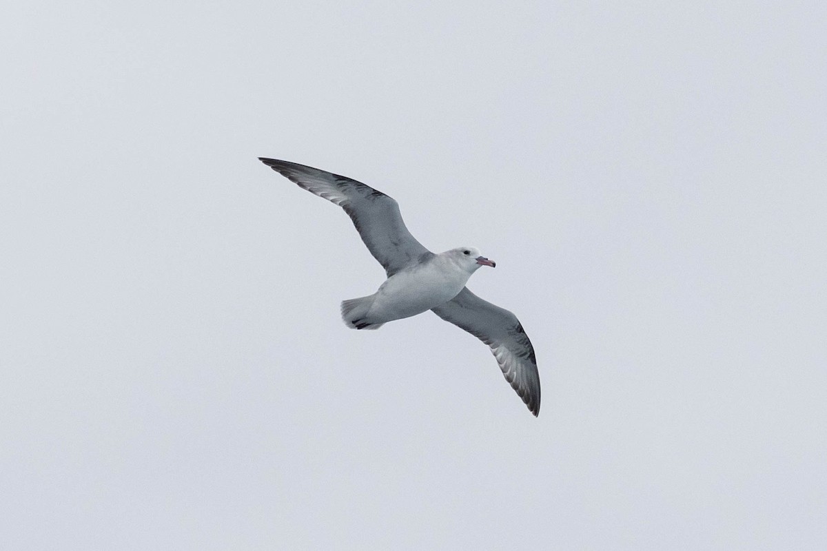 Southern Fulmar - Denis Corbeil