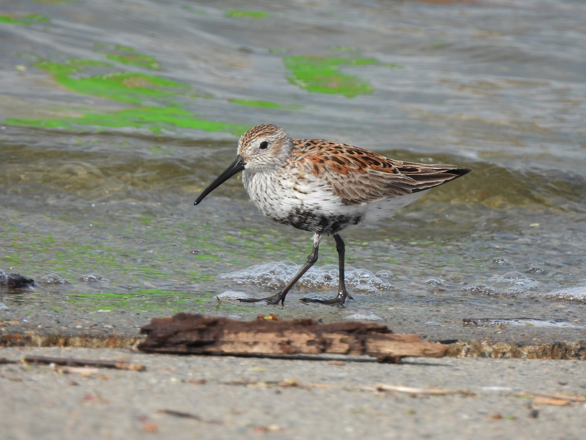 Dunlin - ML618527291