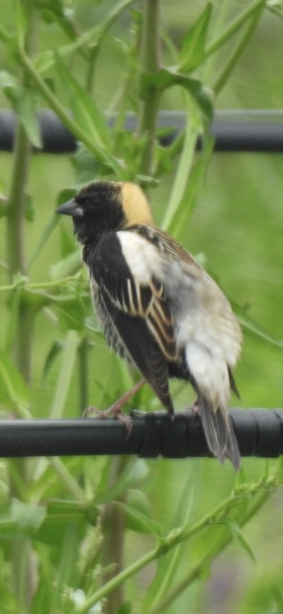 bobolink americký - ML618527325