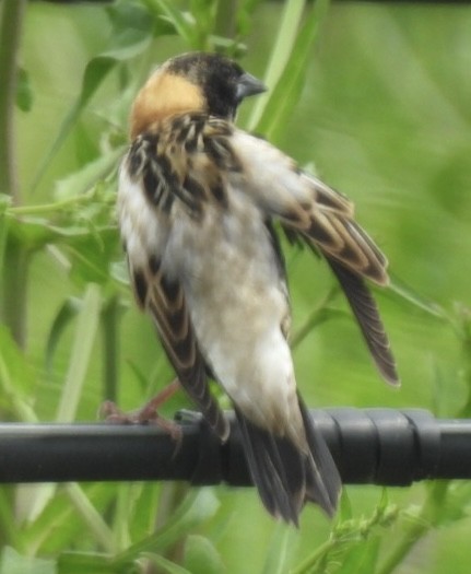 bobolink americký - ML618527326