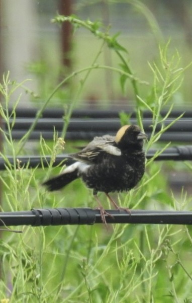 bobolink americký - ML618527327