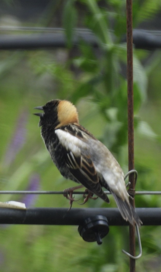 bobolink americký - ML618527328