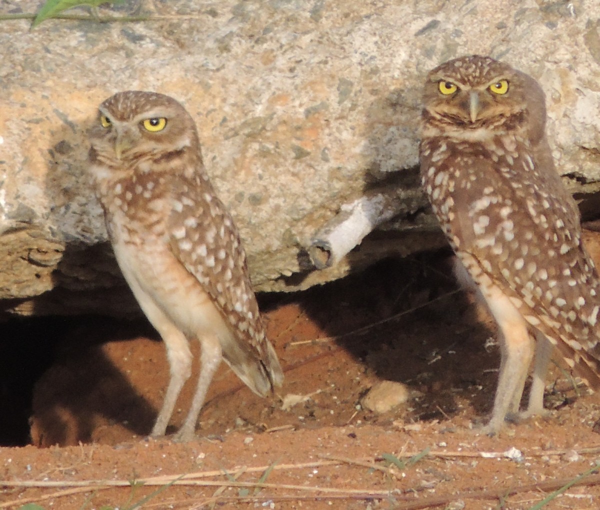 Burrowing Owl - ML618527331
