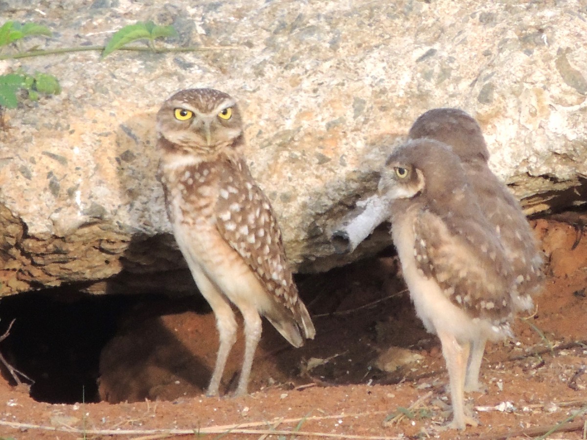 Burrowing Owl - ML618527332