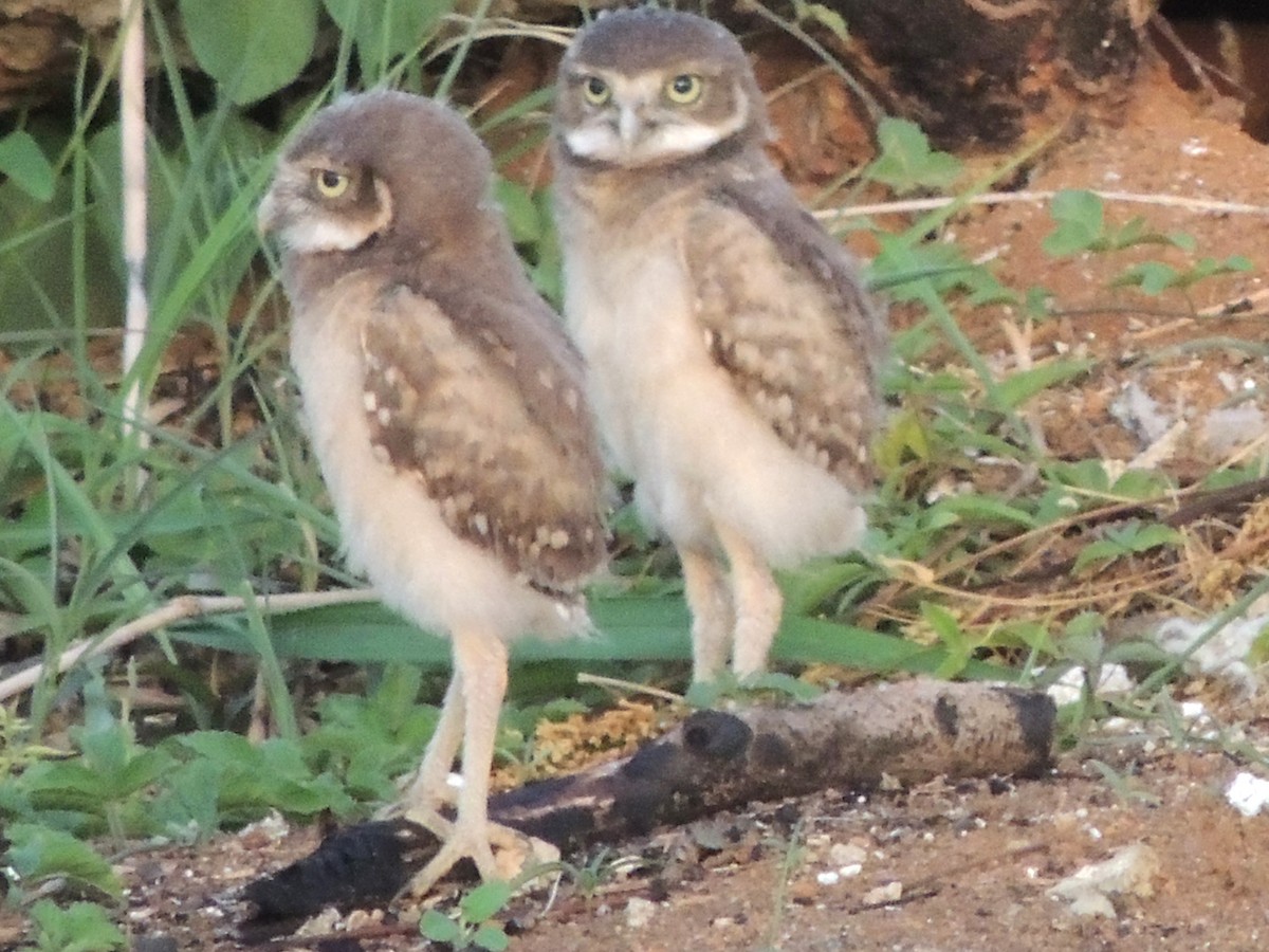 Burrowing Owl - ML618527333