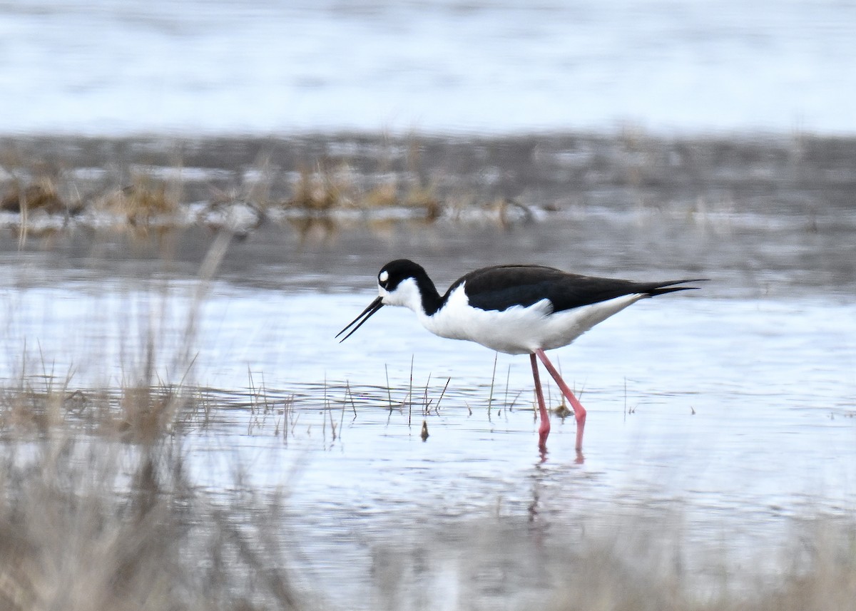 Black-necked Stilt - ML618527343