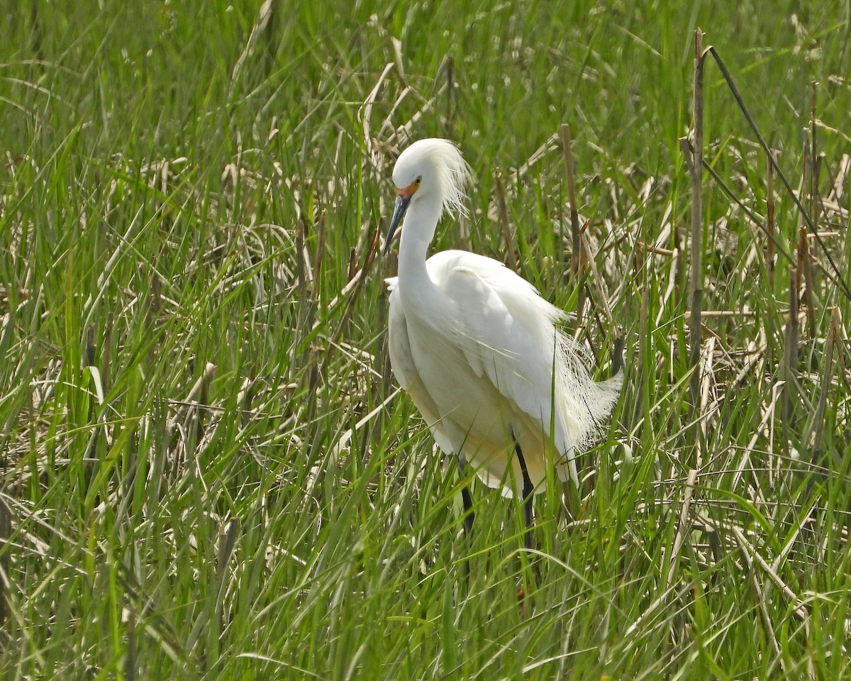 Snowy Egret - ML618527345