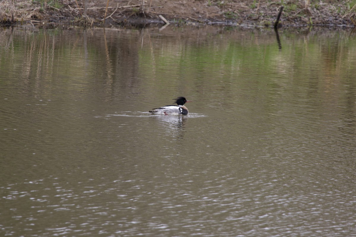 Red-breasted Merganser - ML618527357