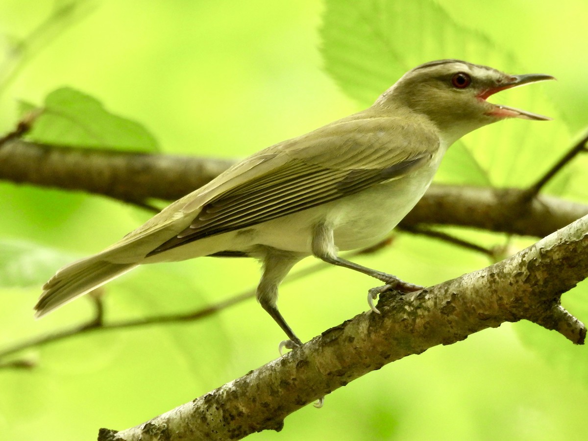 Red-eyed Vireo - Will Arditti