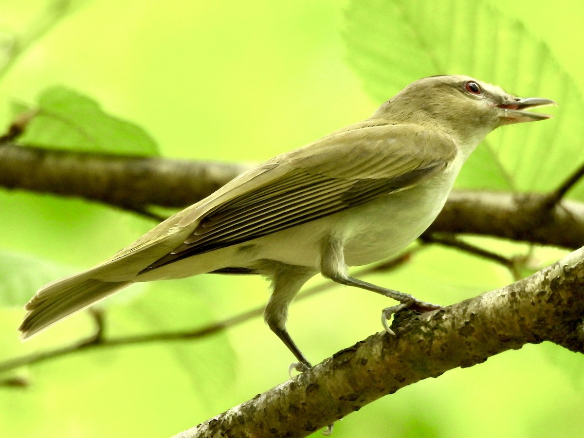 Red-eyed Vireo - Will Arditti