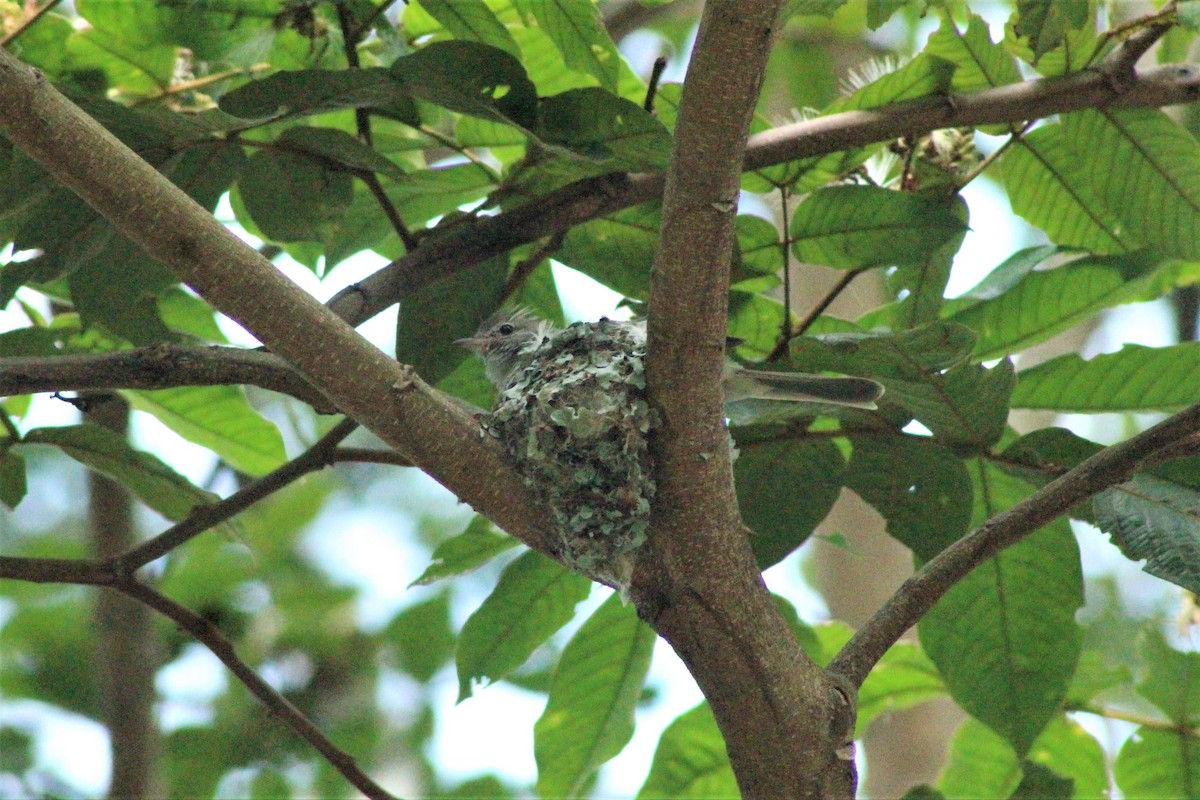 Yellow-bellied Elaenia - ML618527388