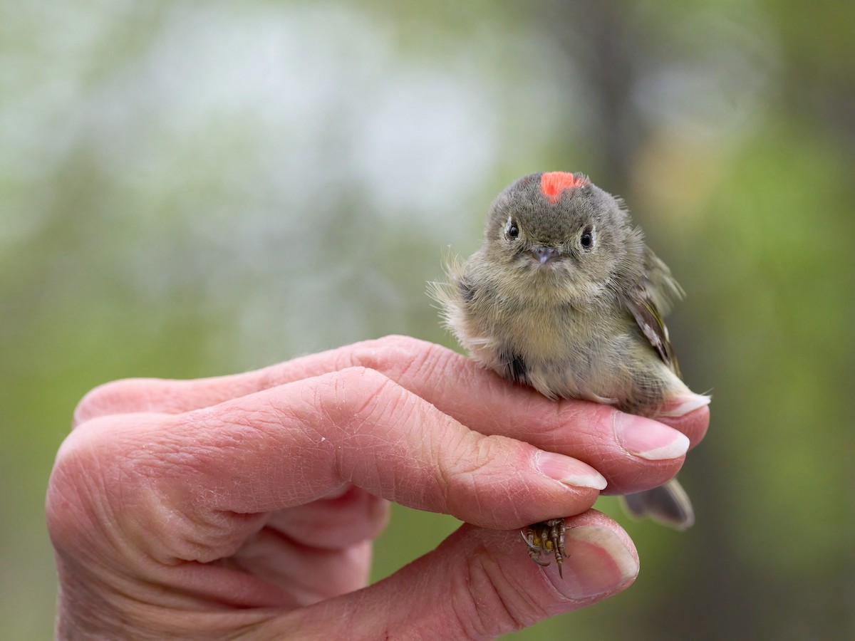 Ruby-crowned Kinglet - Alex Eisengart