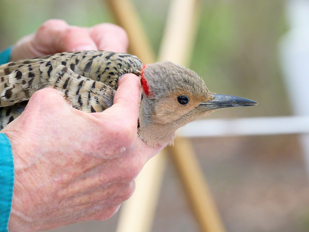 Northern Flicker - ML618527401