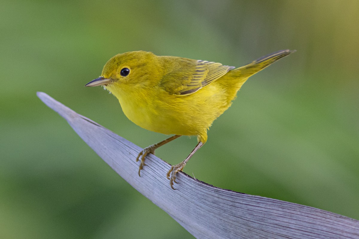Yellow Warbler - Bob Dykstra