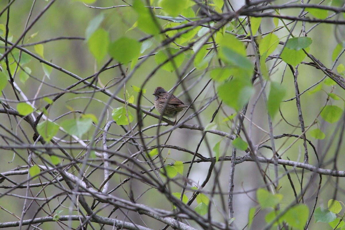 Lincoln's Sparrow - ML618527465