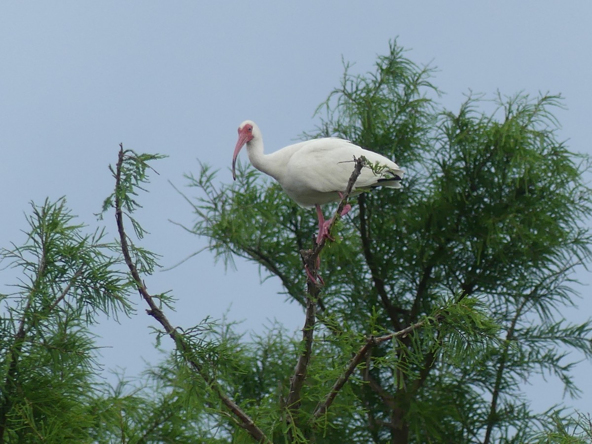 ibis bílý - ML618527472