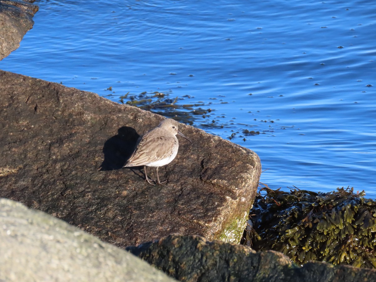 Dunlin - ML618527475