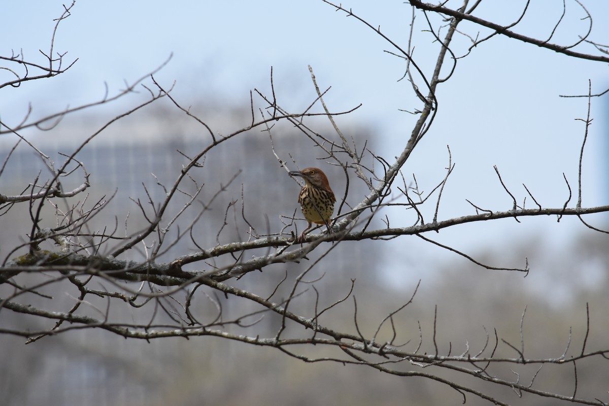 Brown Thrasher - Charlie Ripp