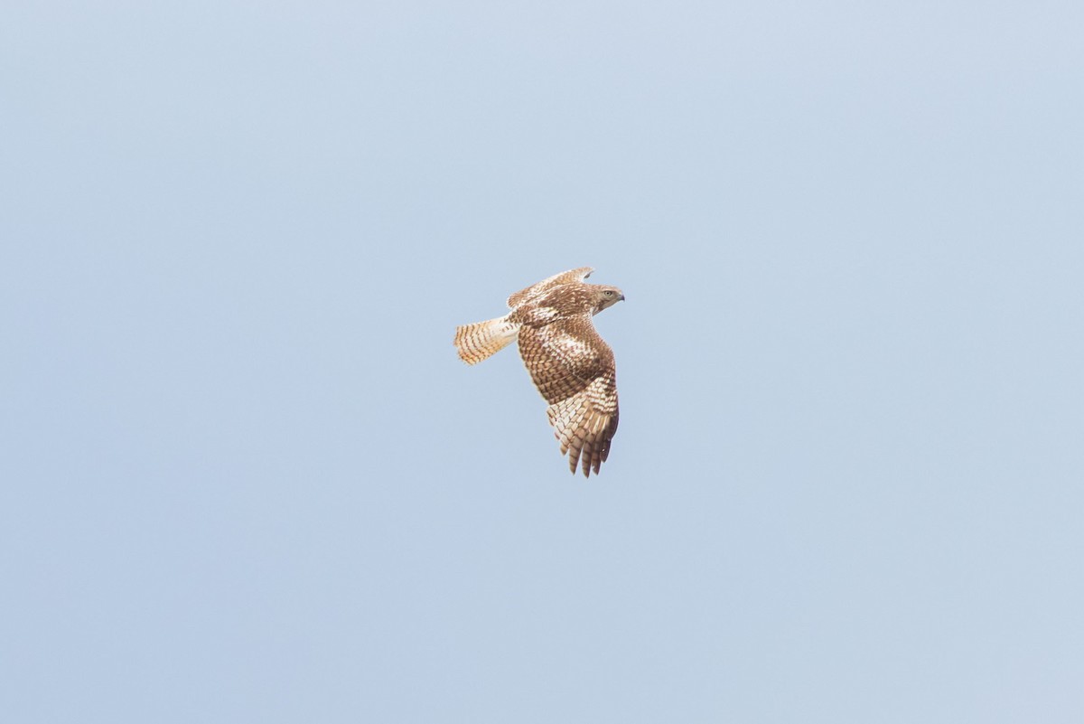 Red-tailed Hawk (Krider's) - ML618527497