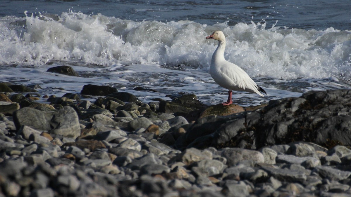 Snow Goose - ML618527502