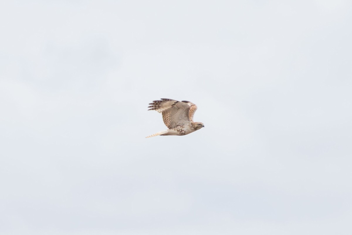 Red-tailed Hawk (Krider's) - ML618527511