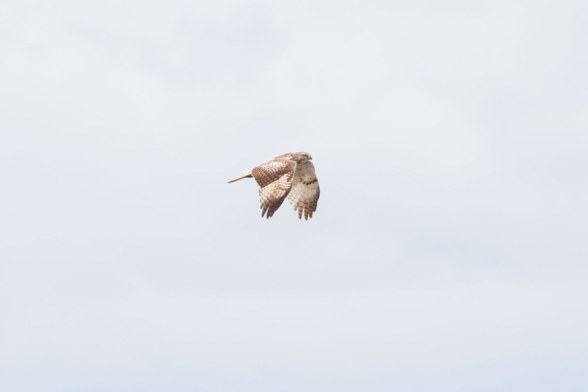 Red-tailed Hawk (Krider's) - ML618527512