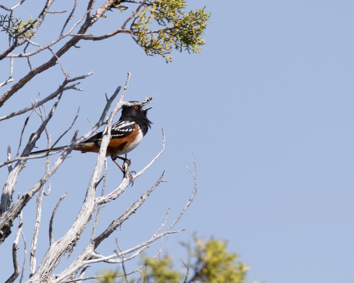 Spotted Towhee - Ameya Thatte