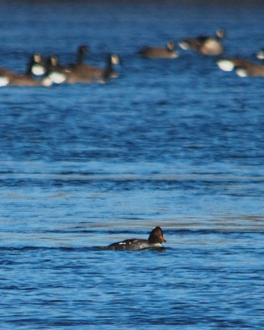 Barrow's Goldeneye - ML618527535