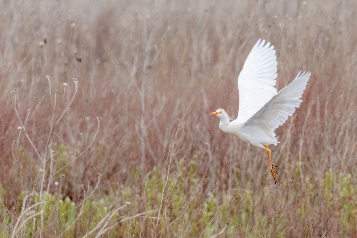 Western Cattle Egret - ML618527536