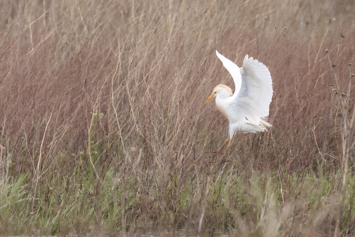 Western Cattle Egret - ML618527537