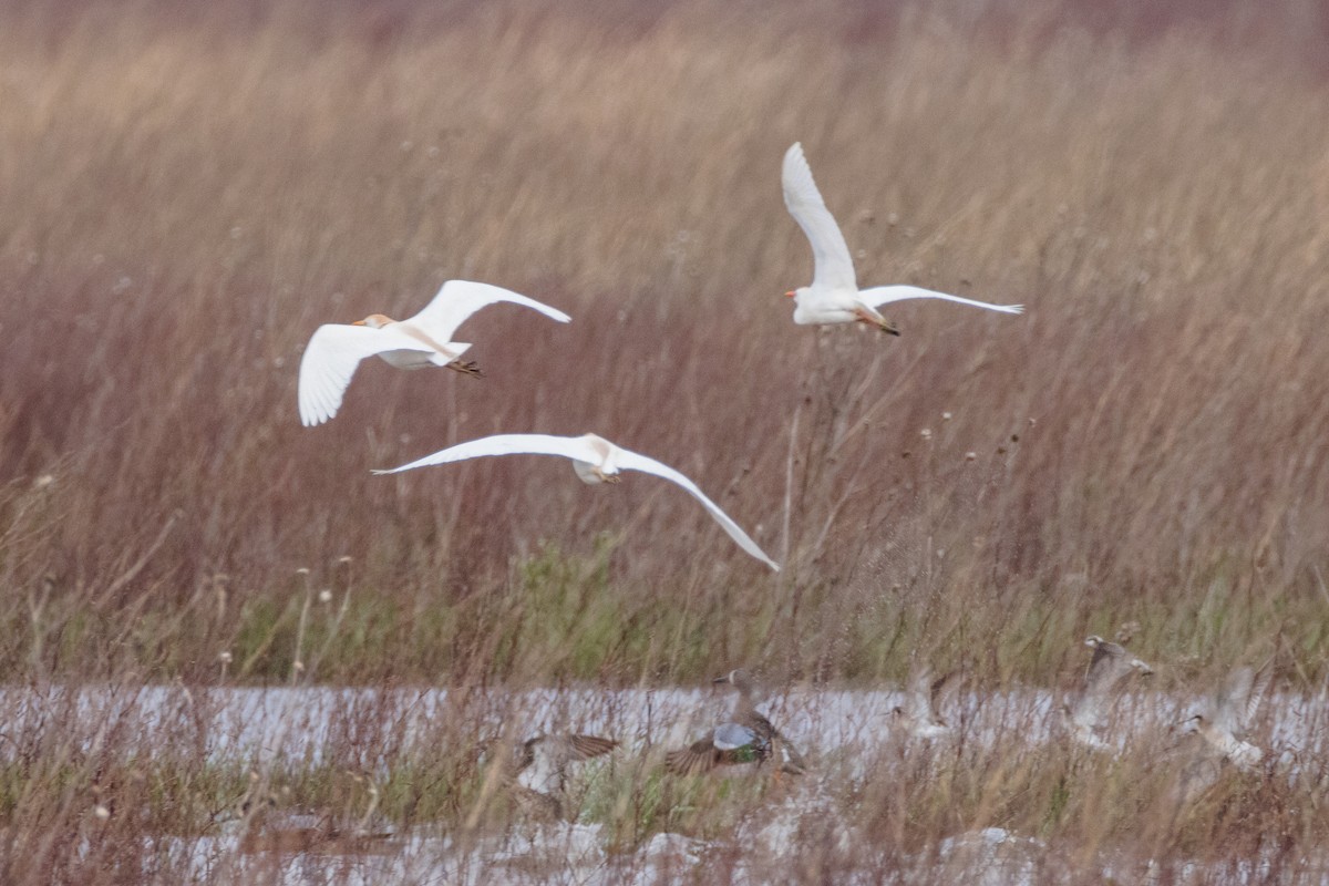 Western Cattle Egret - ML618527546