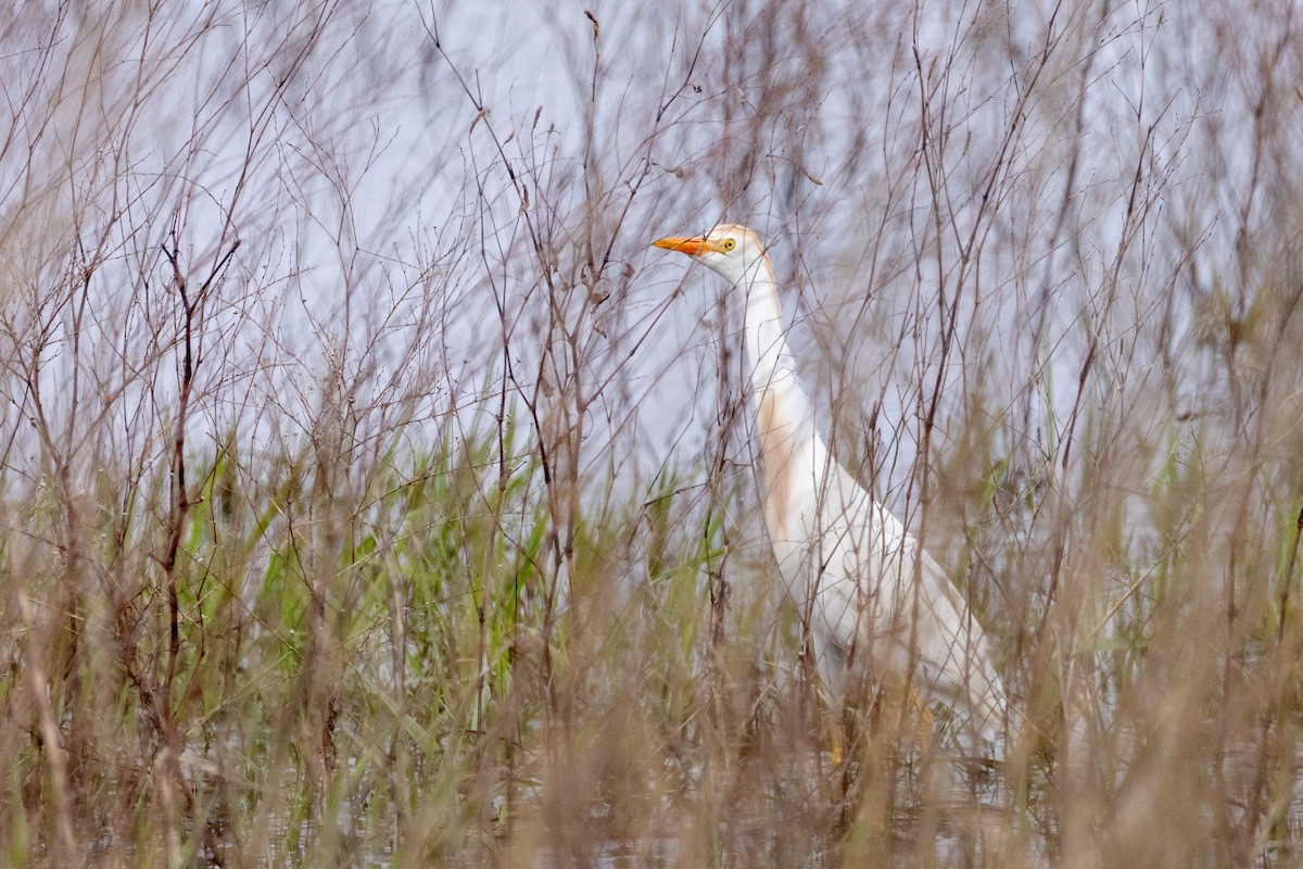 Western Cattle Egret - ML618527551