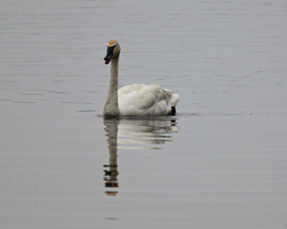 Tundra Swan - Frank Wang