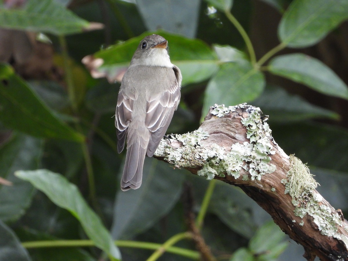 Eastern Wood-Pewee - Manuel Pérez R.