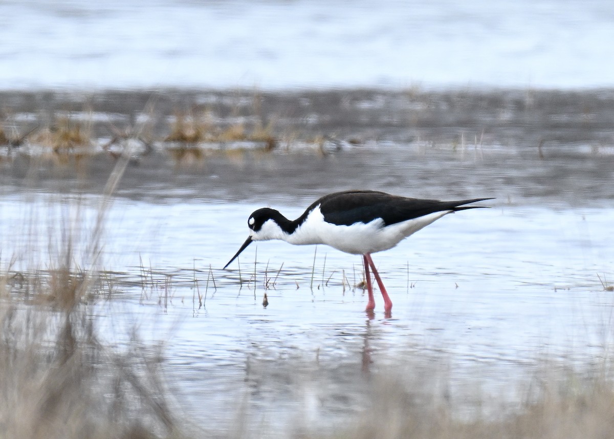 Black-necked Stilt - ML618527567