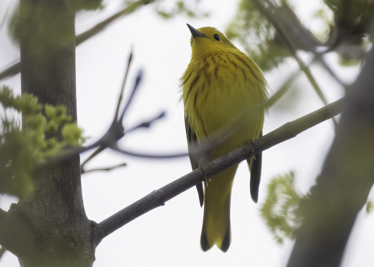 Yellow Warbler - Luc Tremblay
