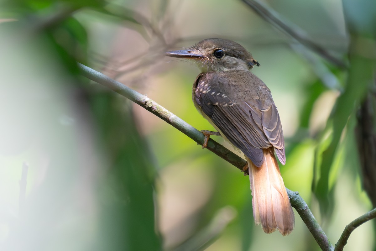 Tropical Royal Flycatcher - Richard Rulander